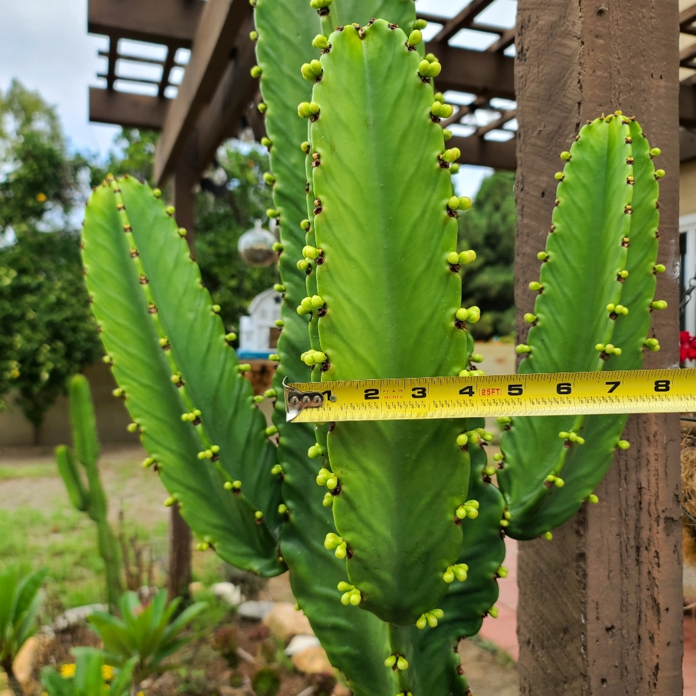 Thornless Cactus Succulent arm cutting - Picture 3 of 3